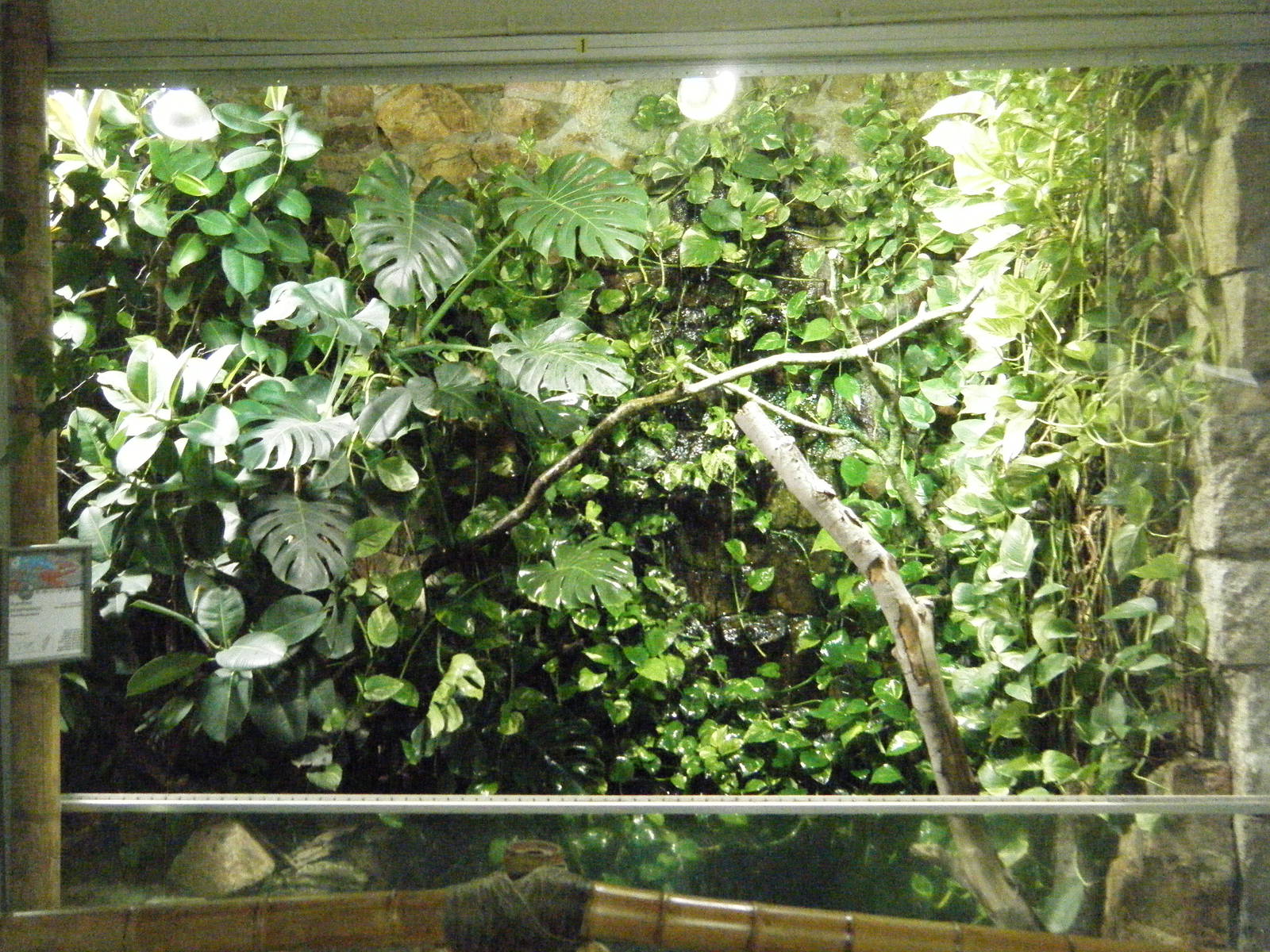 Panther Chameleon enclosure