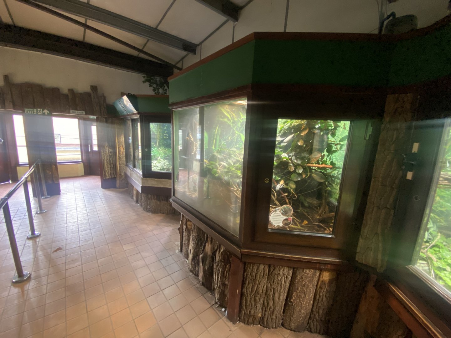 Panther chameleon exhibit 040324