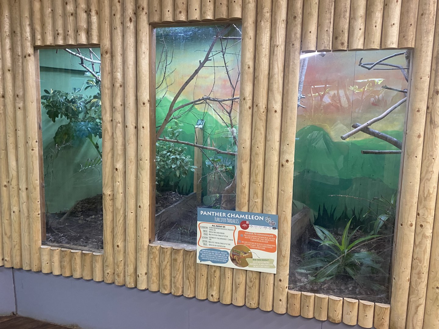 Panther chameleon exhibit 040824