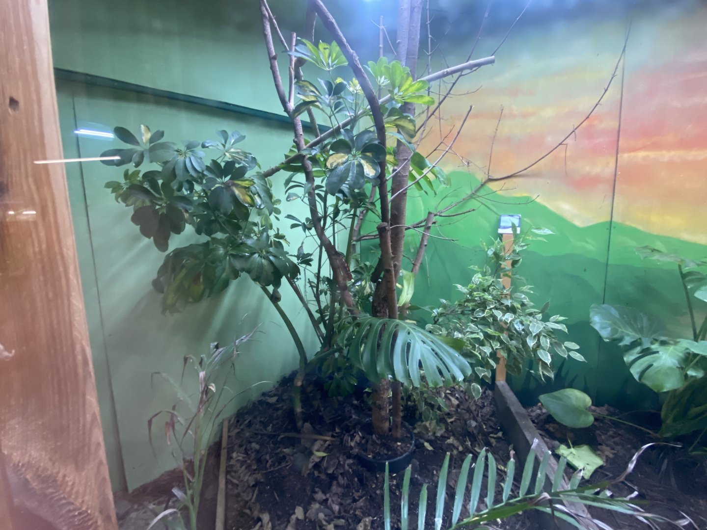 Panther chameleon exhibit 040824