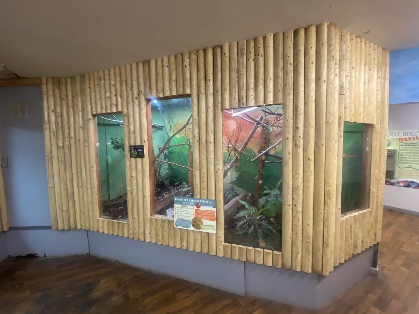 Panther chameleon exhibit 280425