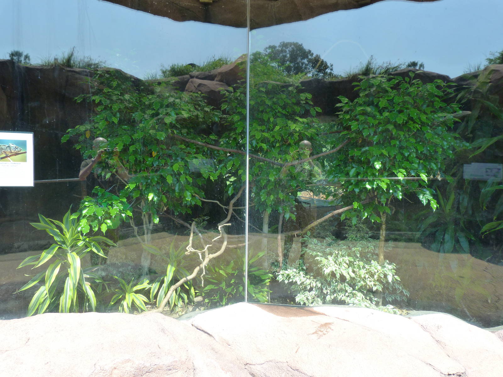 Panther Chameleon Exhibit - O. Delta (7-17-12)