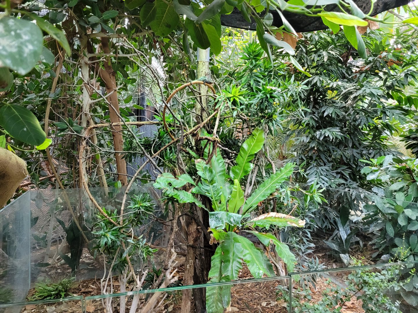 Panther chameleon exhibit -Parc Zoologique de Paris (2022)