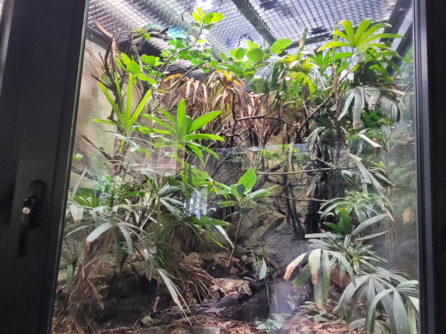 Panther chameleon exhibit -Réserve Africaine de Sigean (2022)