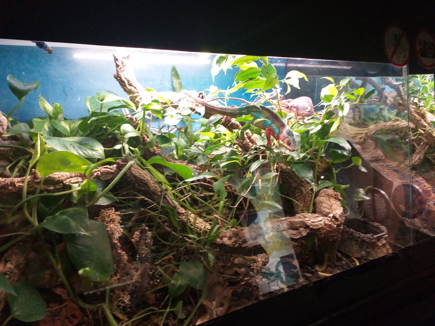 Panther chameleon exhibit -TerraNatura Benidorm (2021)