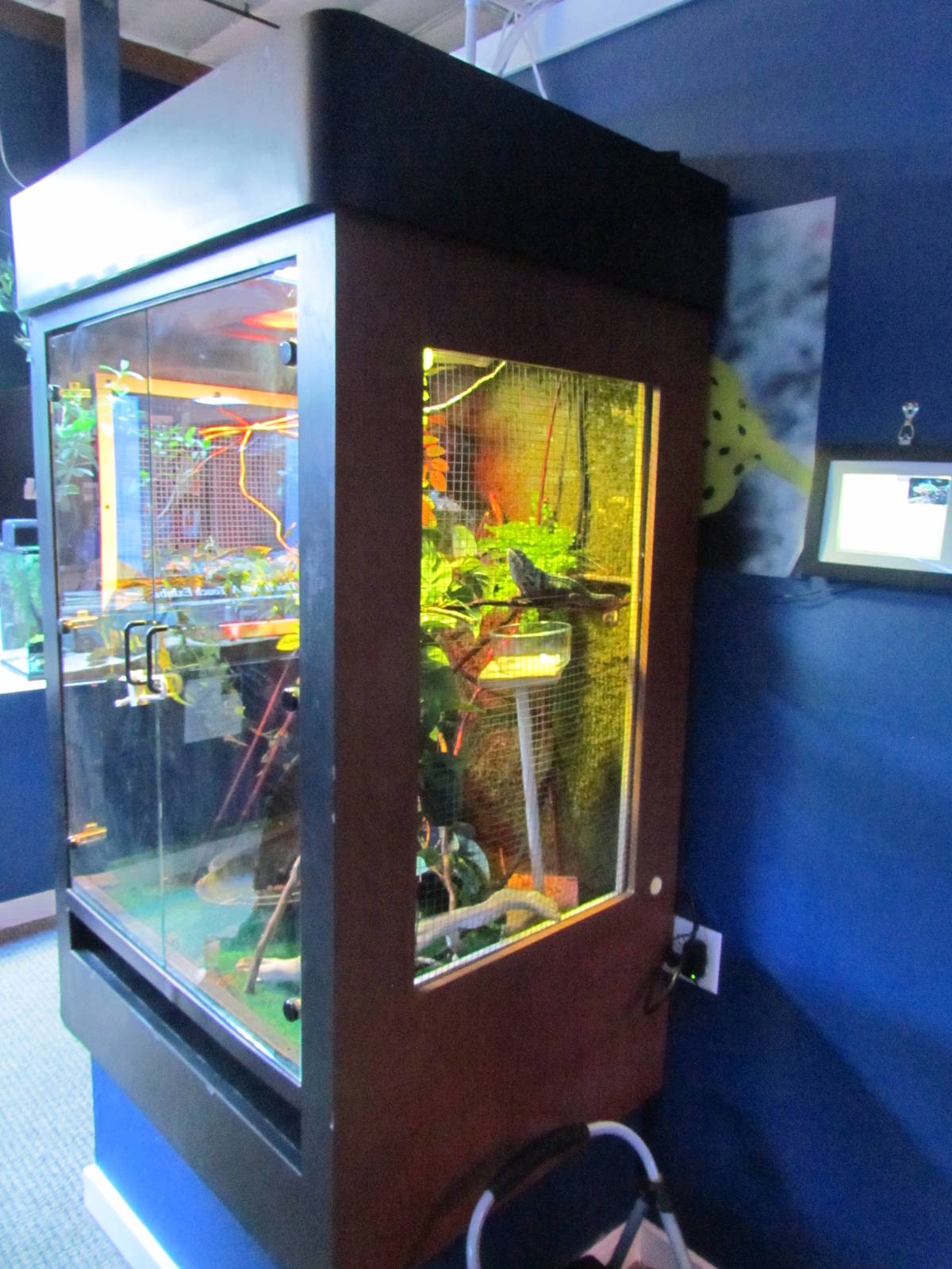 Panther Chameleon Exhibit