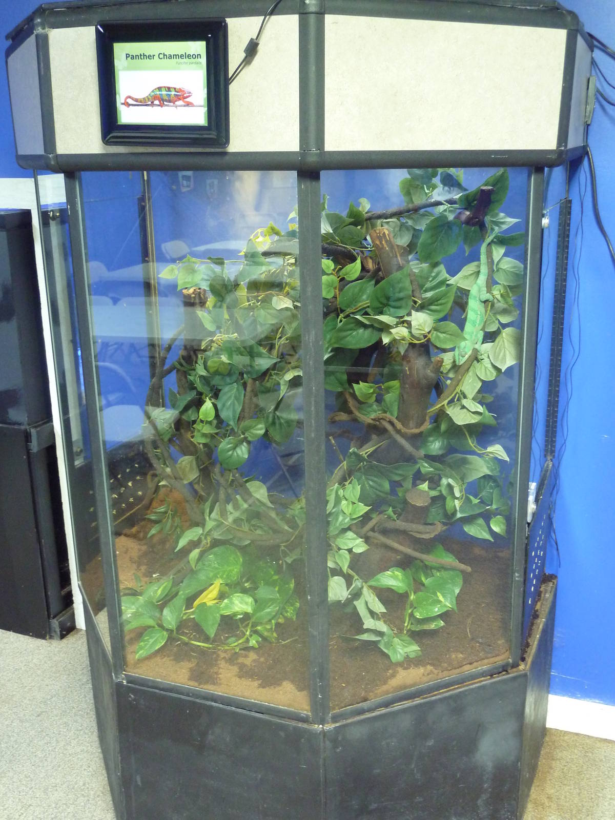 Panther Chameleon Exhibit