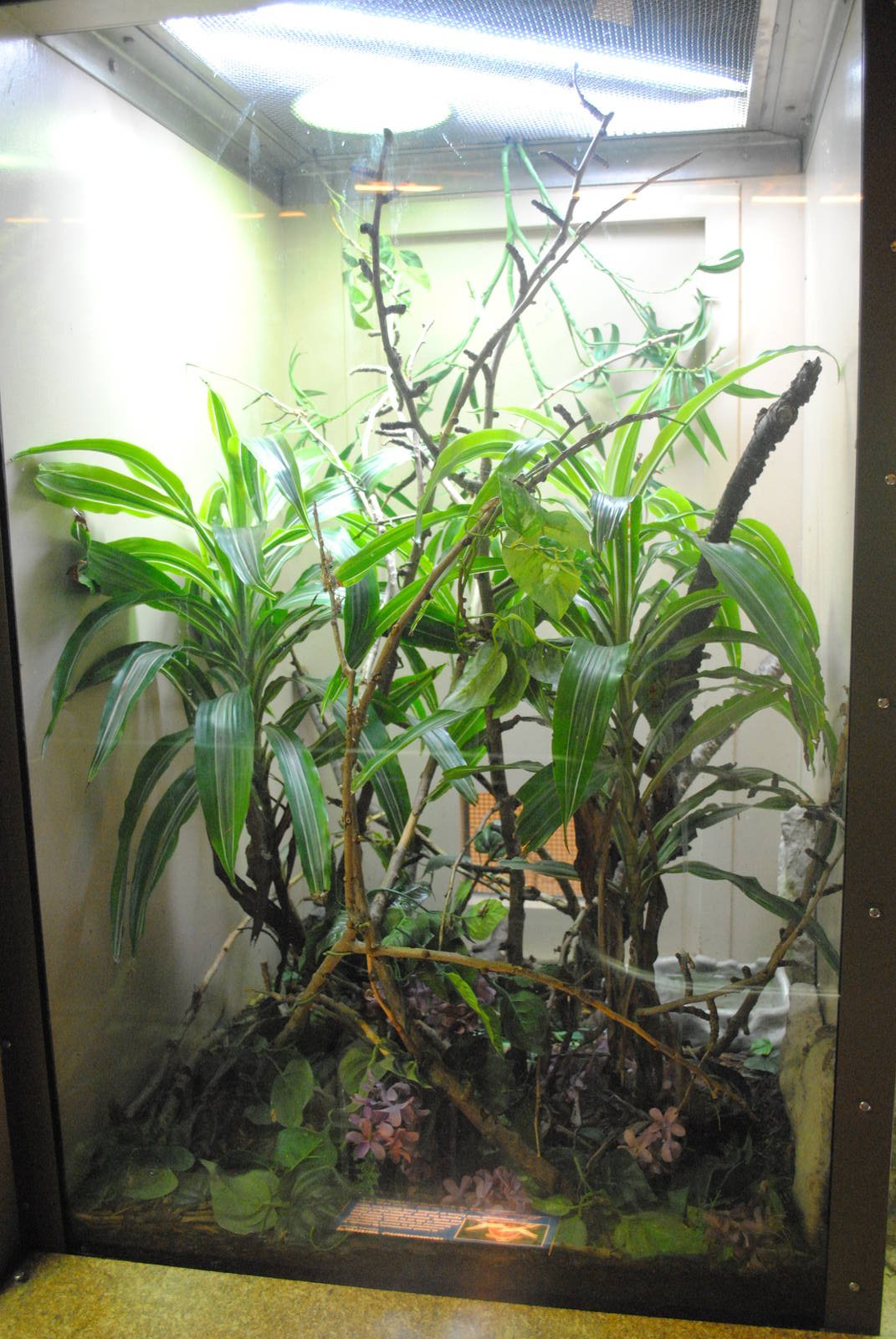 Panther Chameleon exhibit