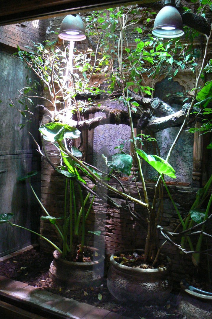 Panther chameleon exhibit