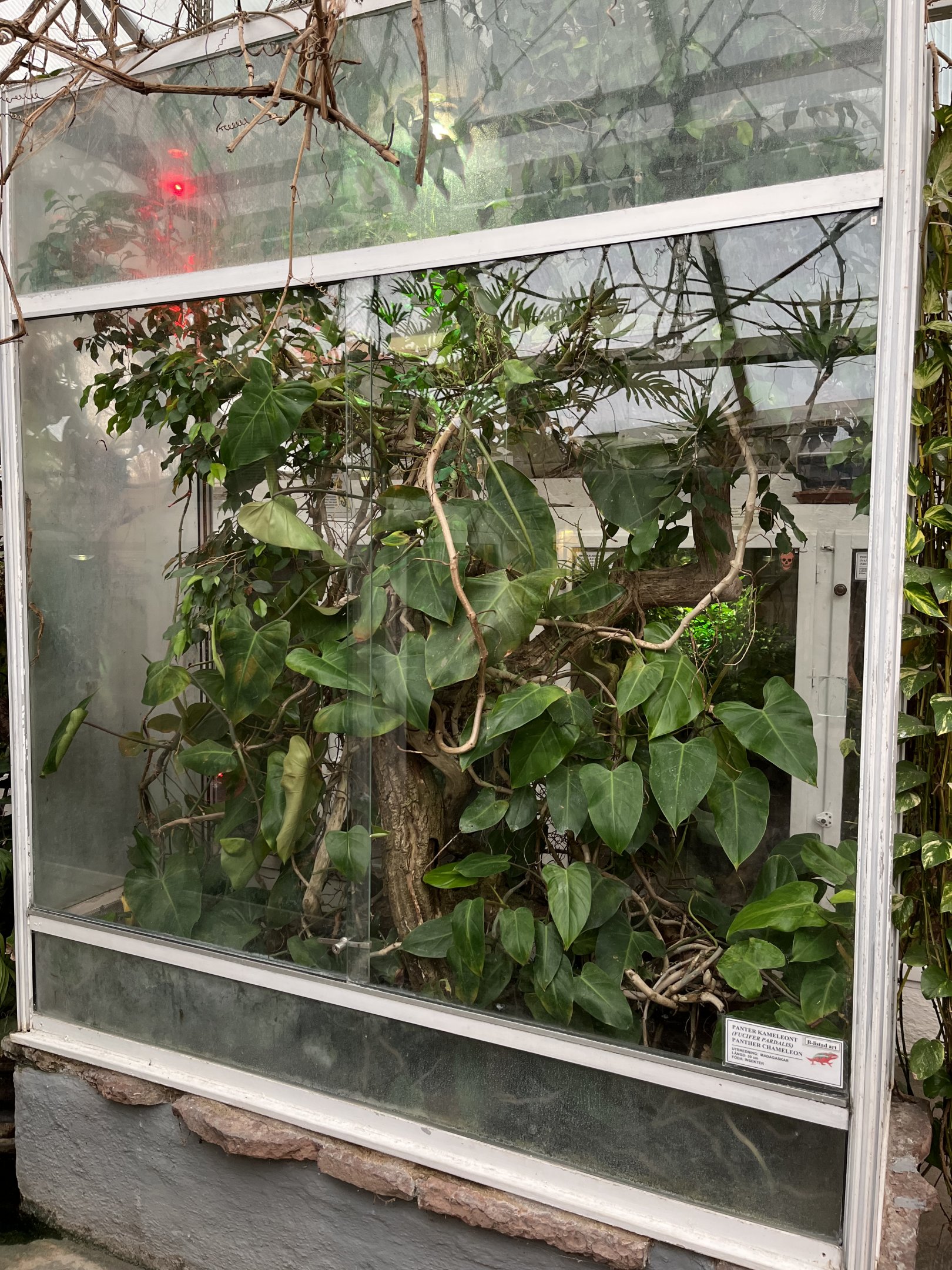 Panther Chameleon Exhibit