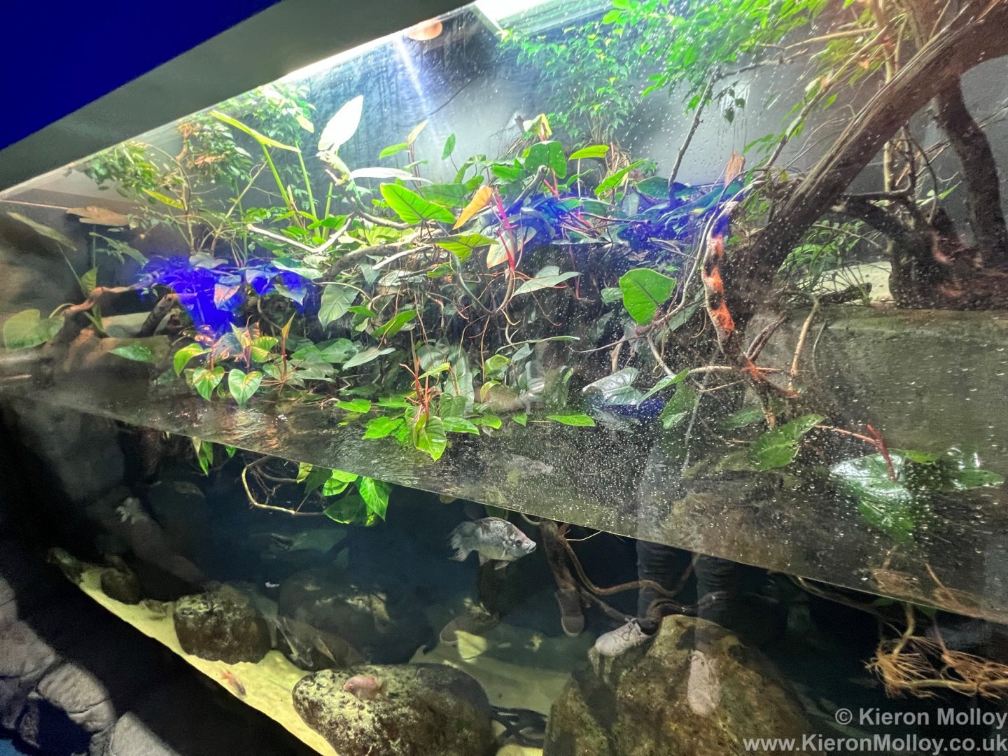 Panther chameleon Exhibit