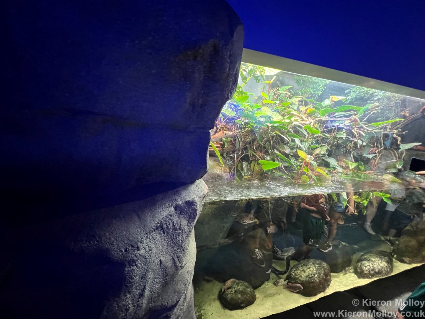 Panther chameleon Exhibit