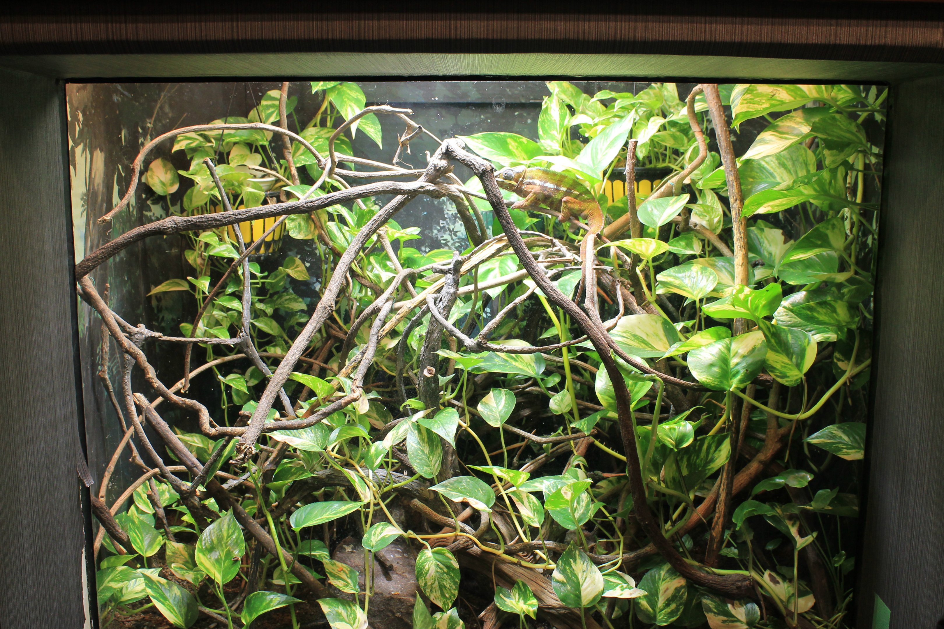 Panther Chameleon exhibit