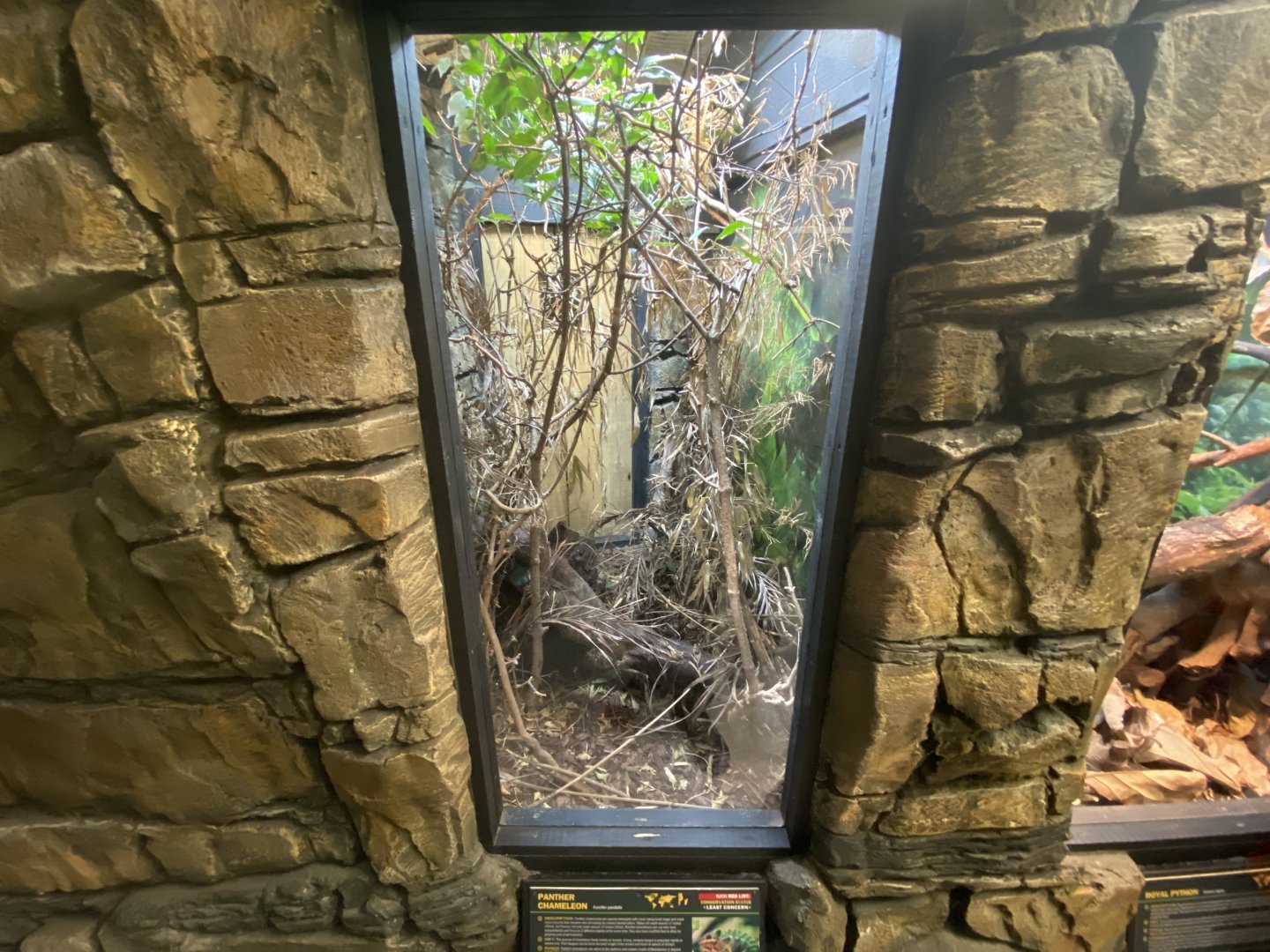 Panther chameleon exhibit