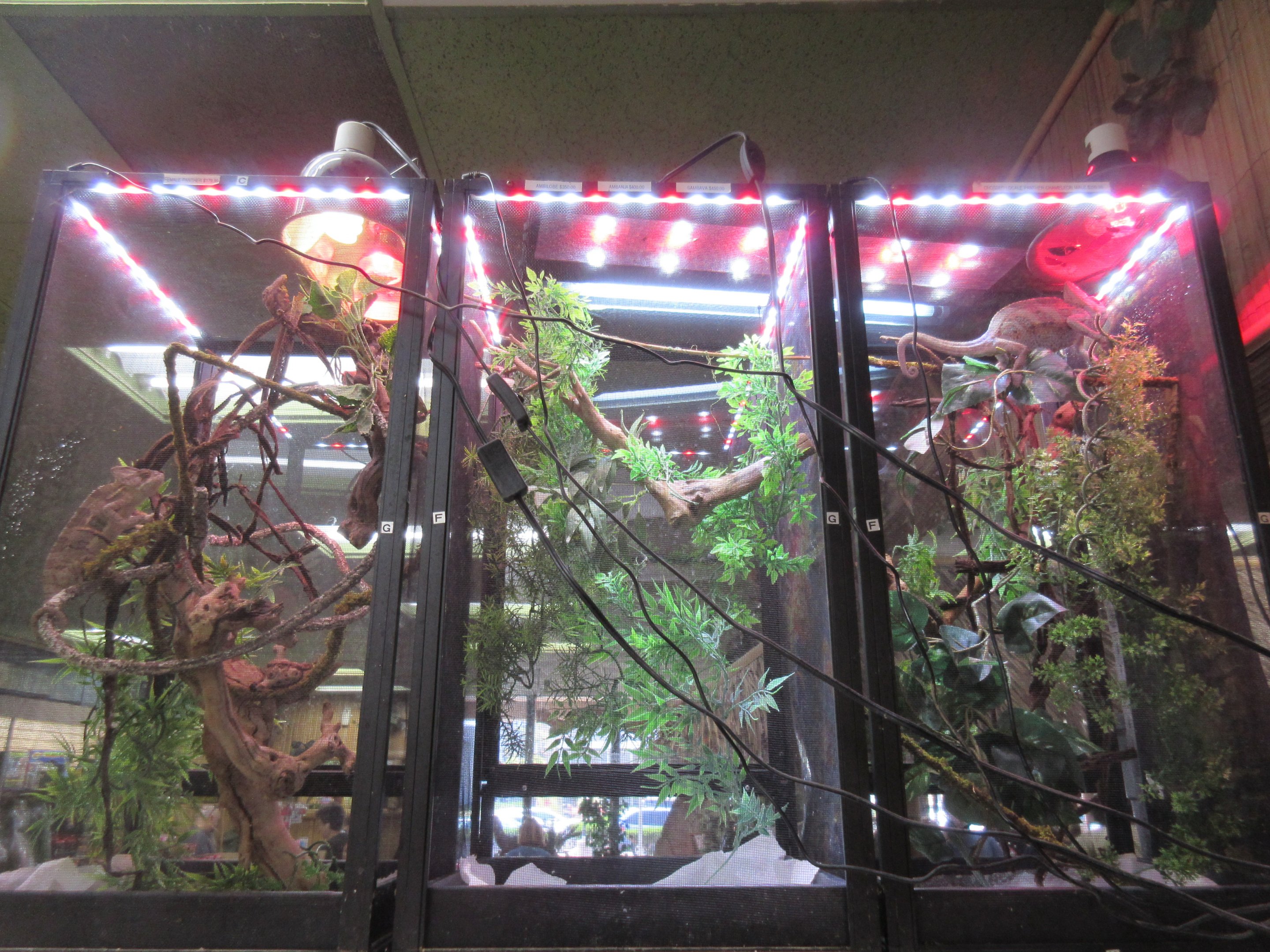 Panther Chameleon Exhibits (all 3 enclosures)