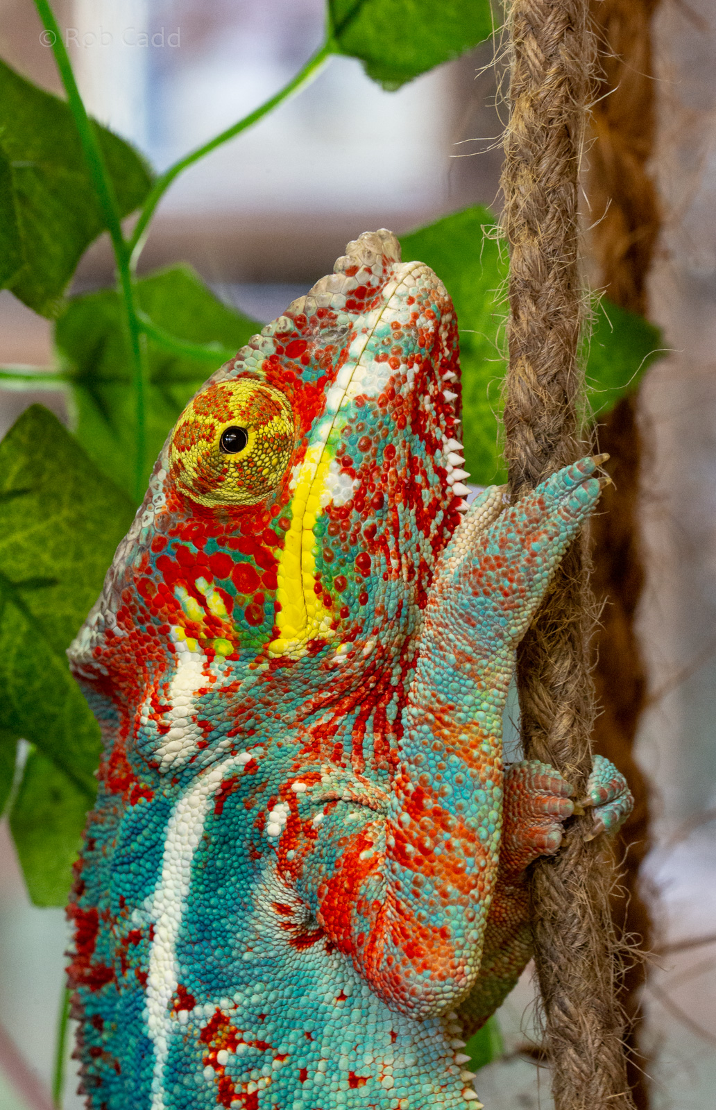 Panther chameleon : Exmoor Zoo : 16 Sep 2020