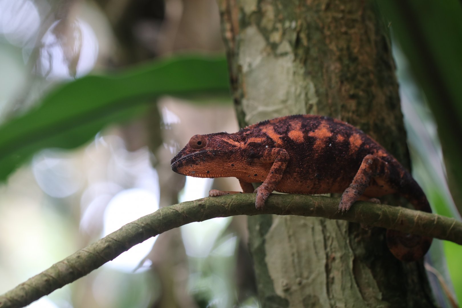 Panther chameleon female