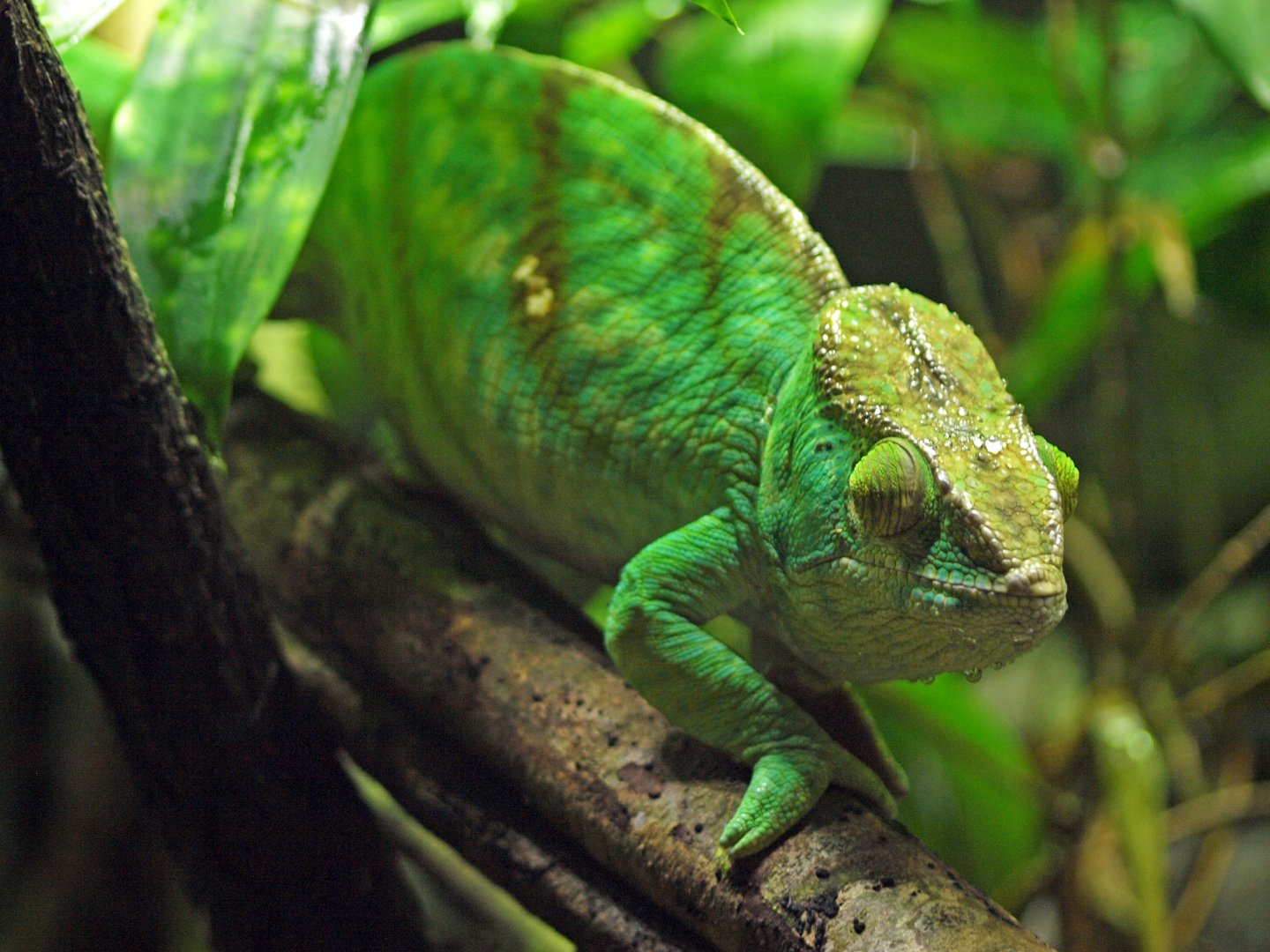 Panther chameleon female