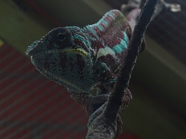 Panther chameleon (Furcifer pardalis) (07/22)
