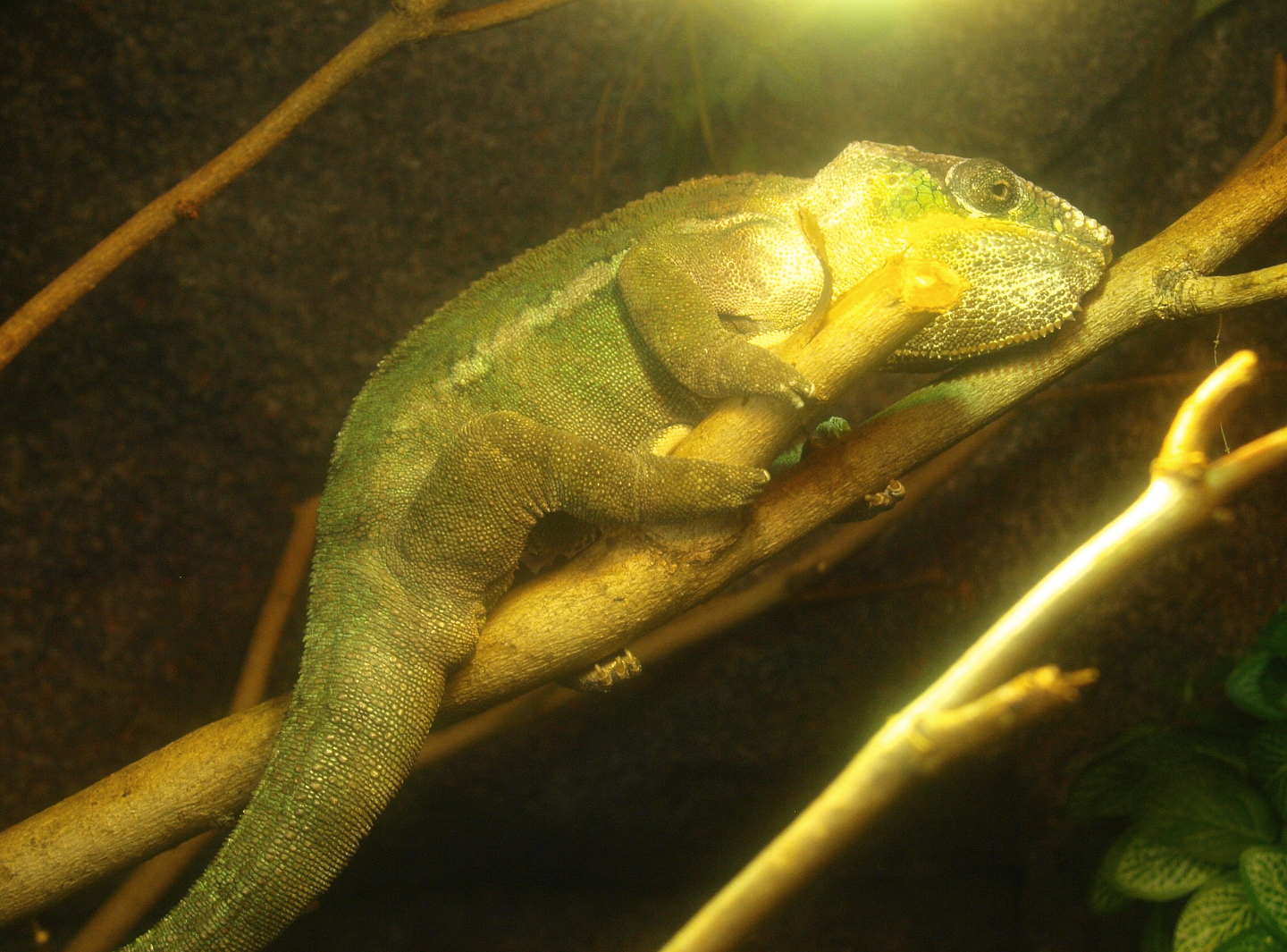 Panther chameleon (Furcifer pardalis), 2017-02-06