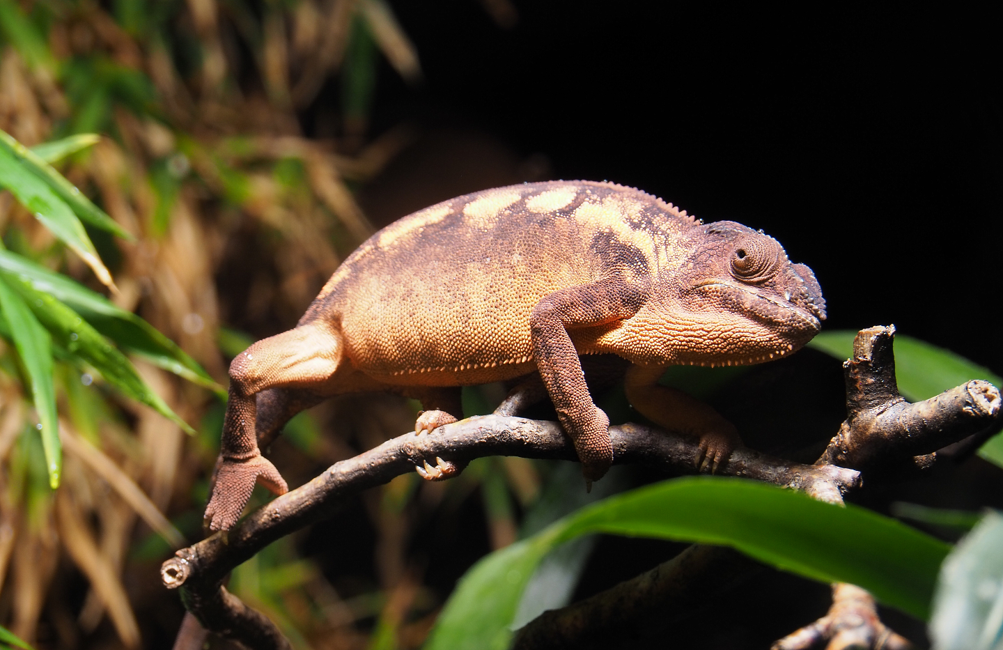 Panther chameleon (Furcifer pardalis), 2019-10-04