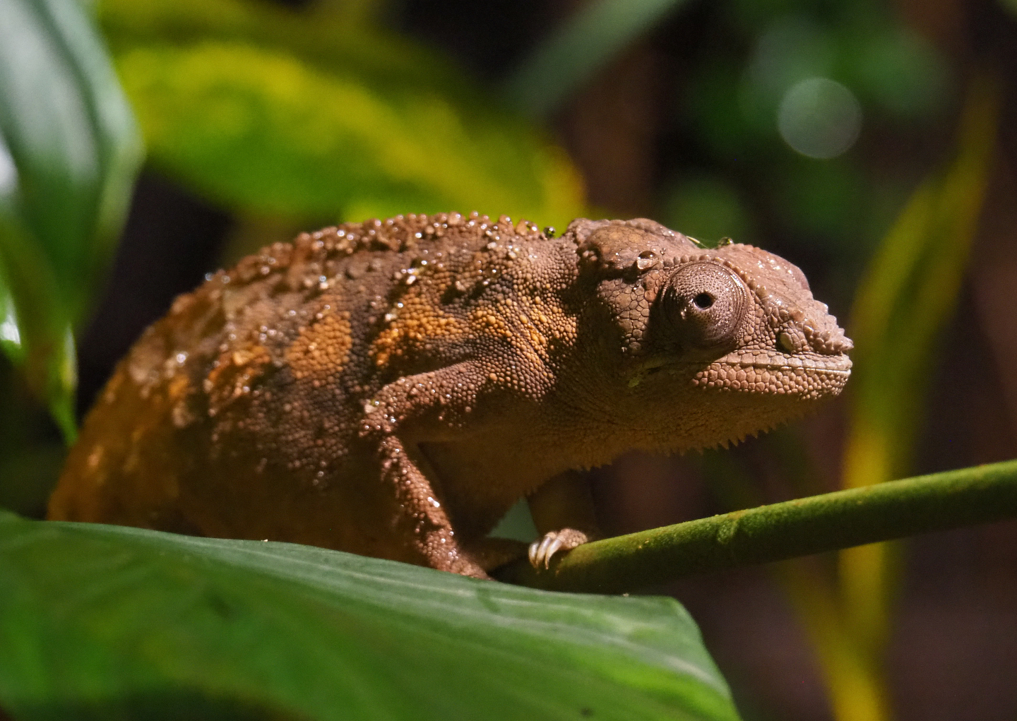 Panther chameleon (Furcifer pardalis), 2020-09-02