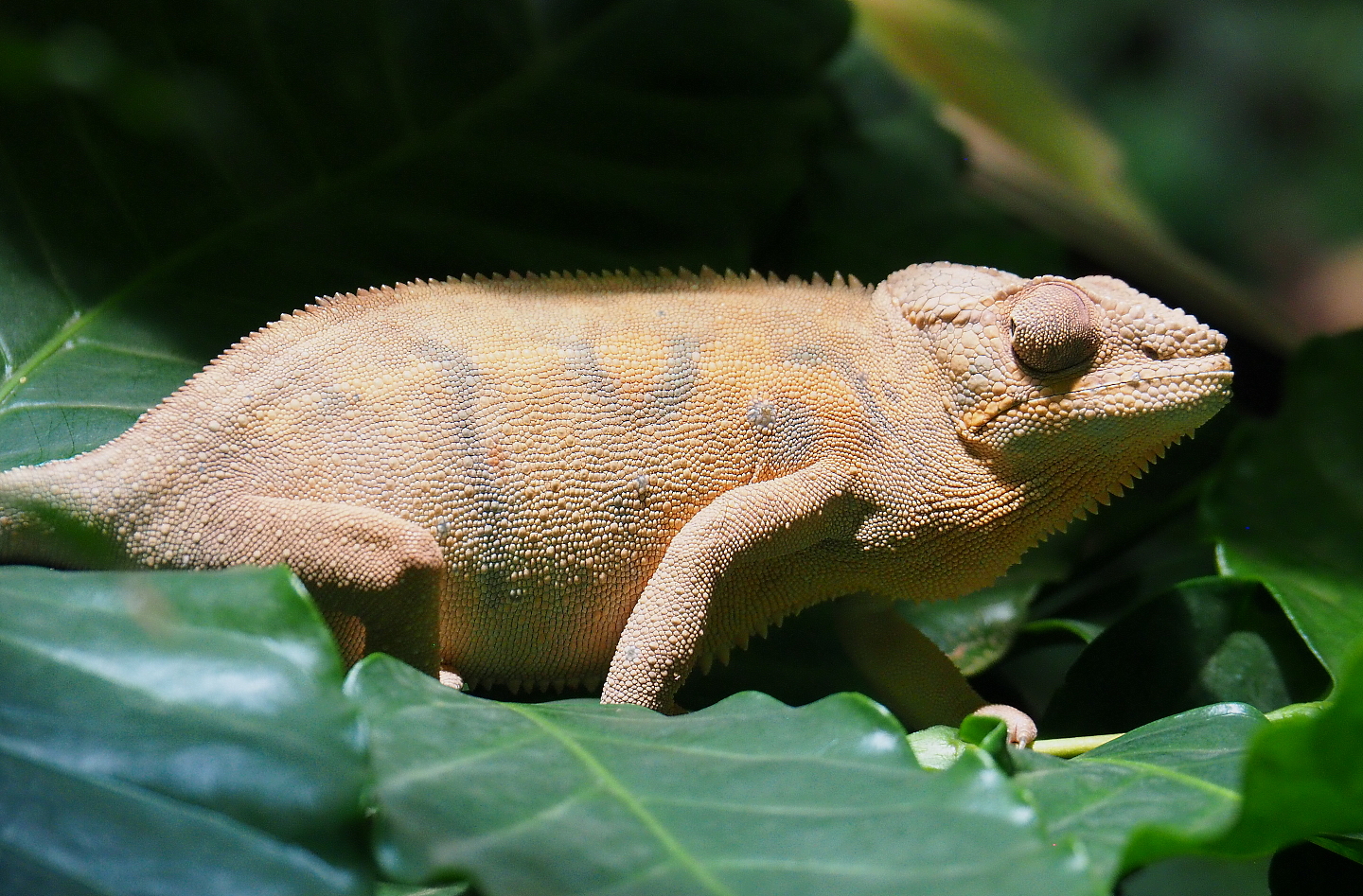 Panther chameleon (Furcifer pardalis), 2021-09-03
