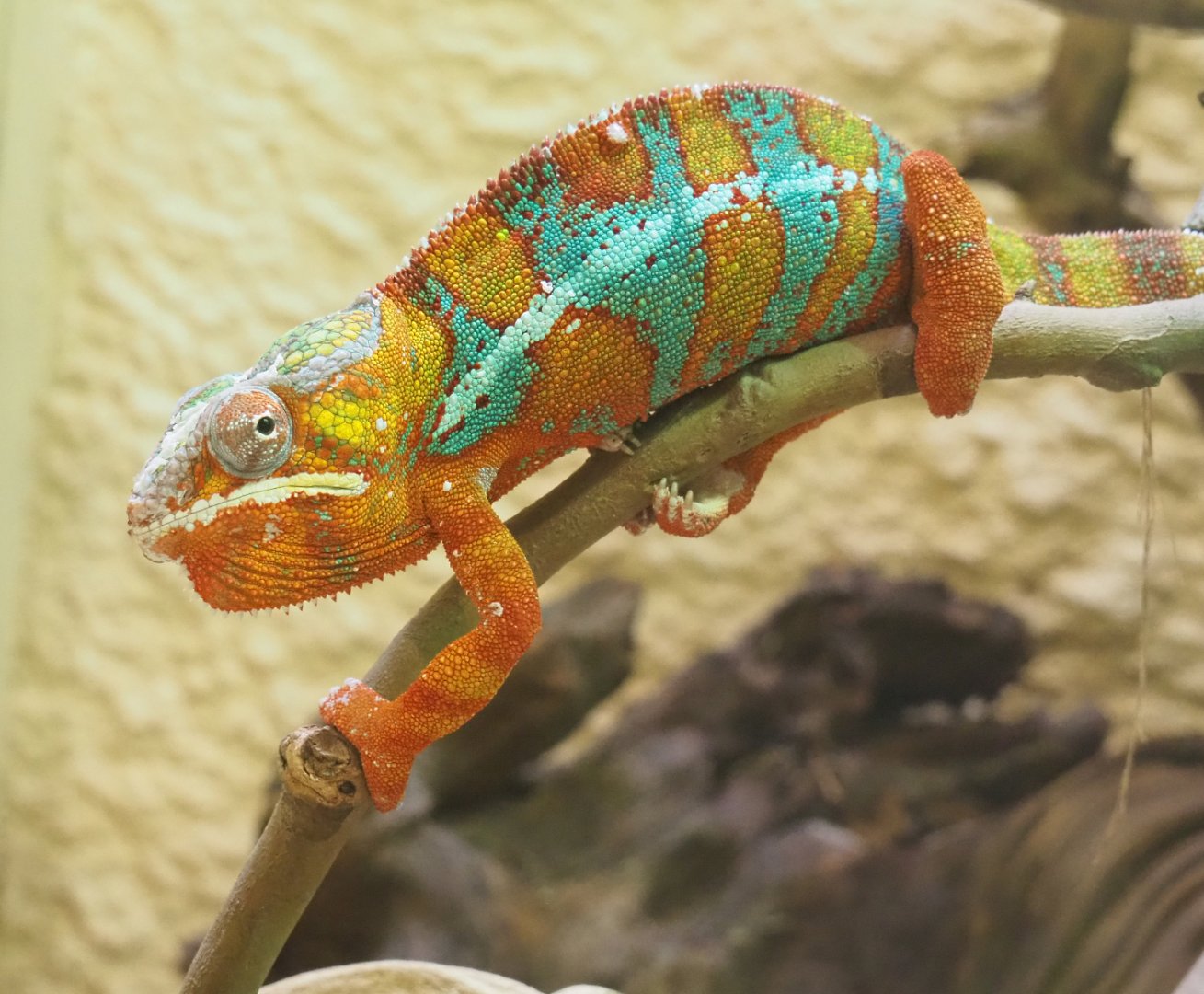 Panther chameleon (Furcifer pardalis), 2022-05-26