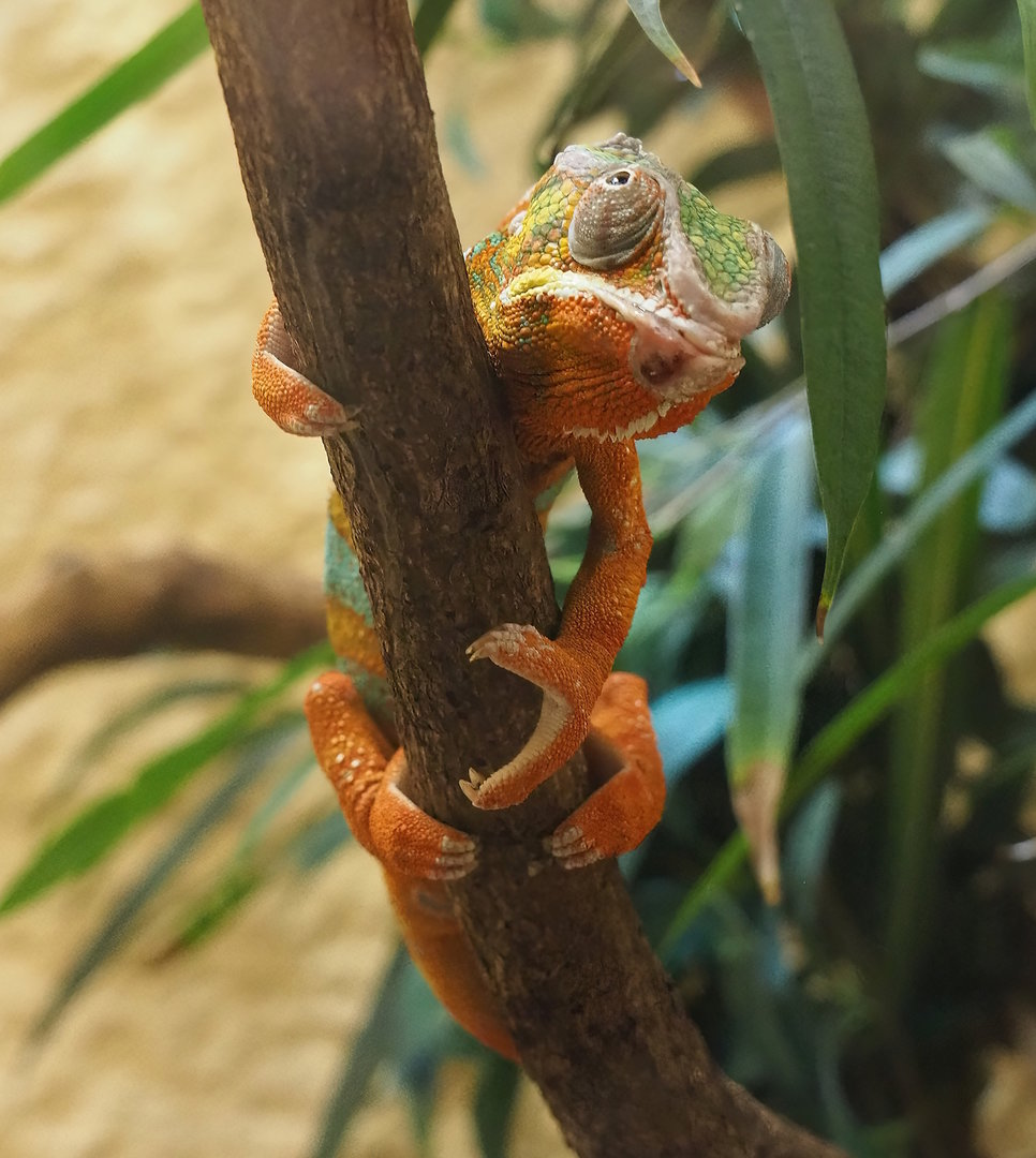 Panther chameleon (Furcifer pardalis), 2022-08-16