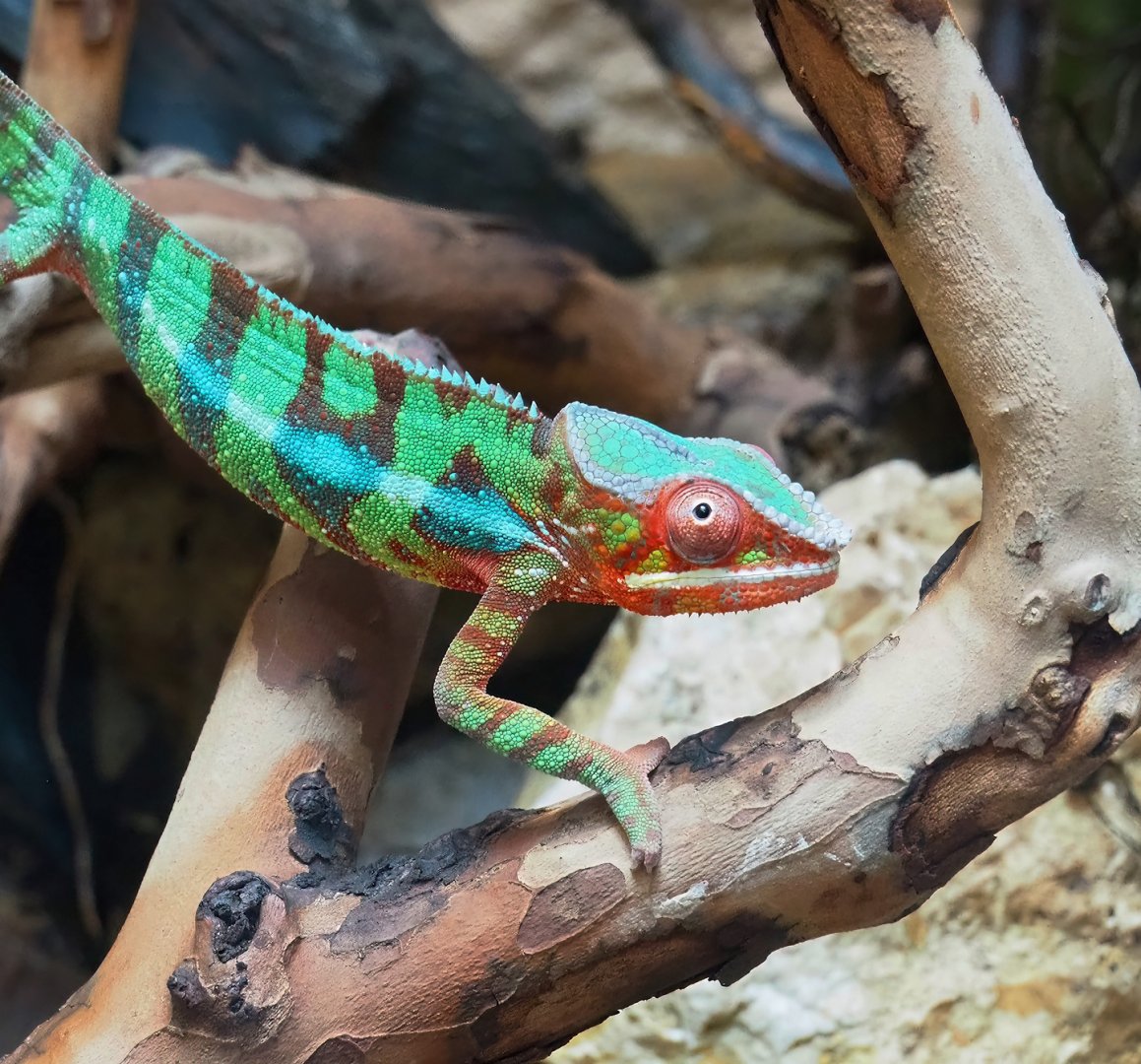 Panther chameleon (Furcifer pardalis), 2023-07-22