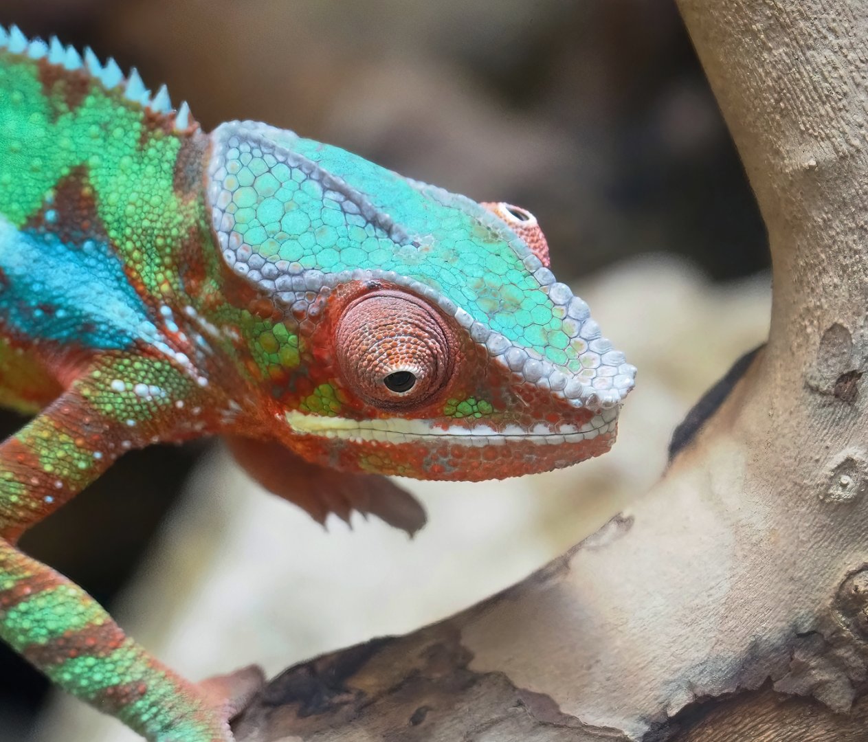 Panther chameleon (Furcifer pardalis), 2023-07-22