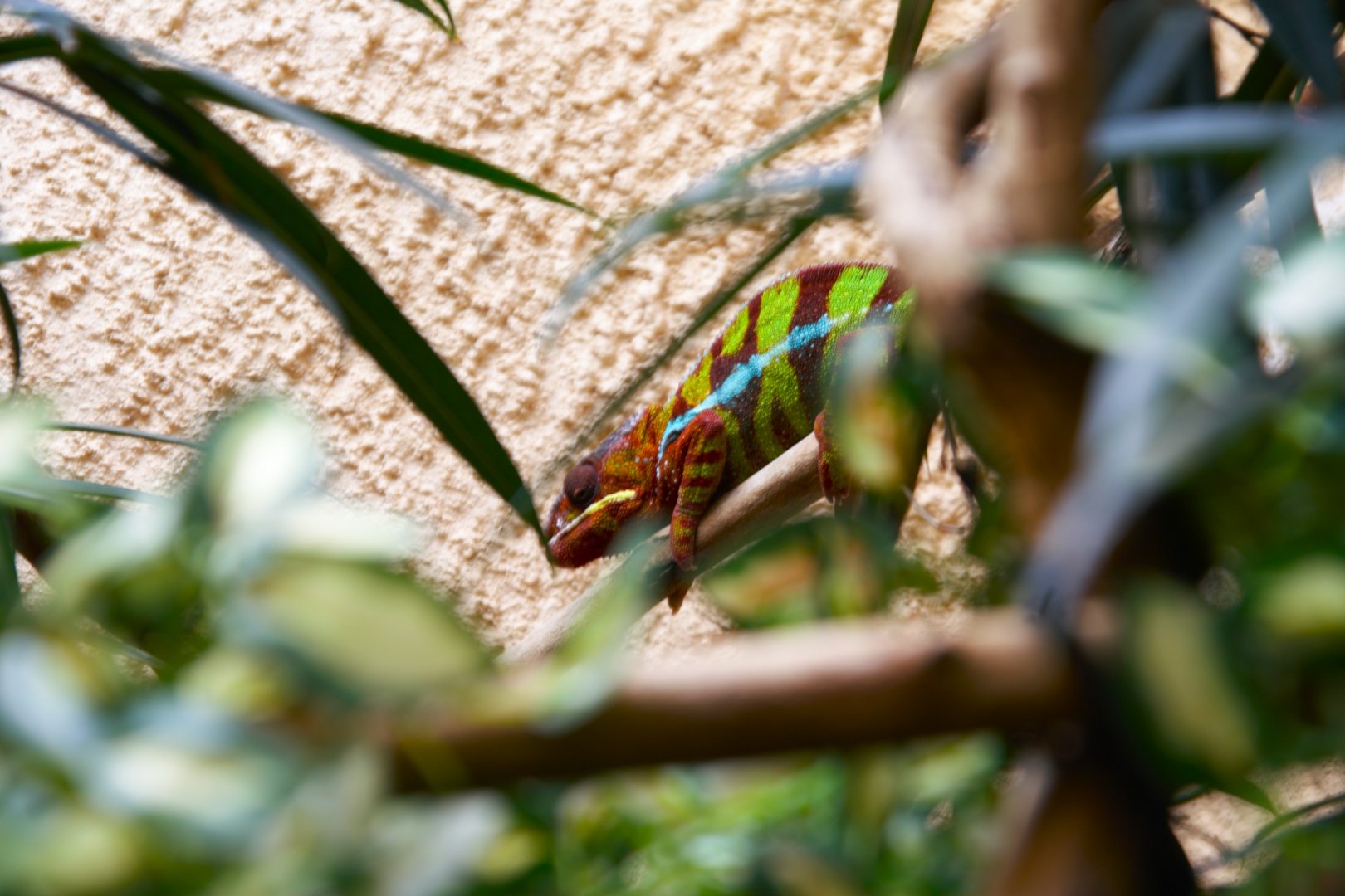 Panther Chameleon (Furcifer pardalis), 2025-01-20