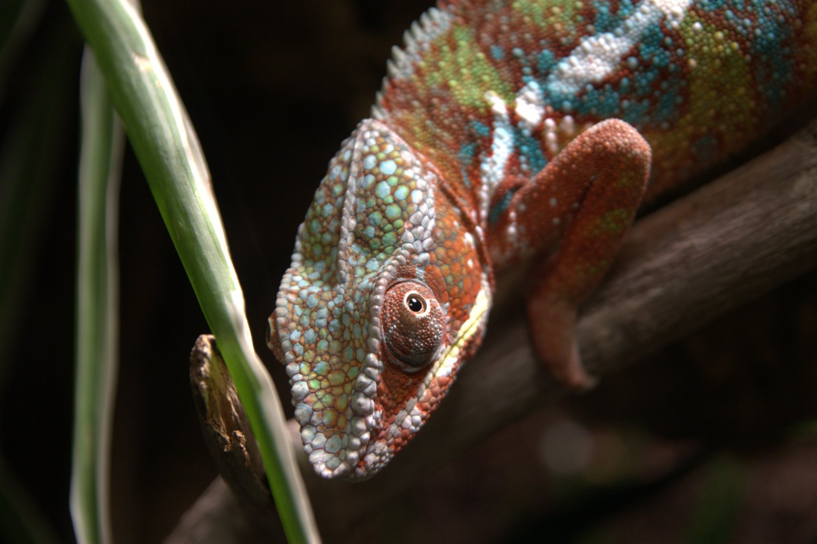 Panther Chameleon (Furcifer pardalis), 2025-08-23