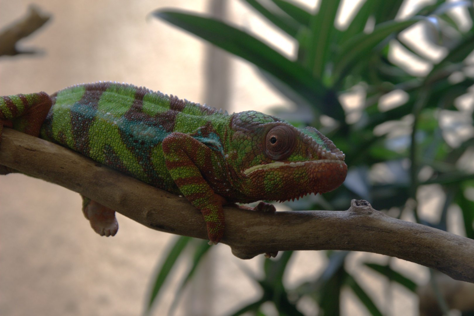 Panther Chameleon (Furcifer pardalis), 31-10-25