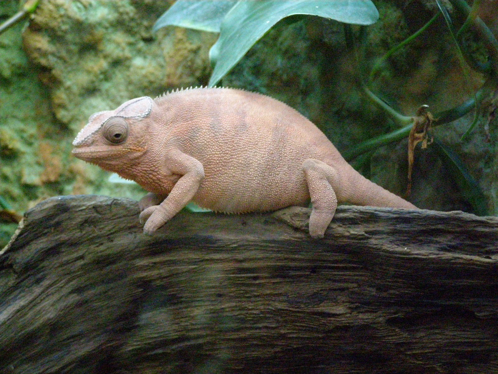 panther chameleon (Furcifer pardalis) - always in red