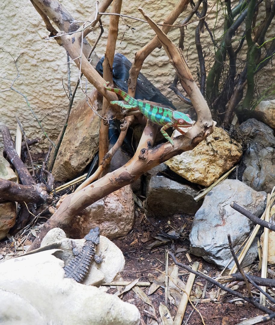 Panther chameleon (Furcifer pardalis) and Zoutpansberg girdled lizard (Smaug depressus), 2023-07-22