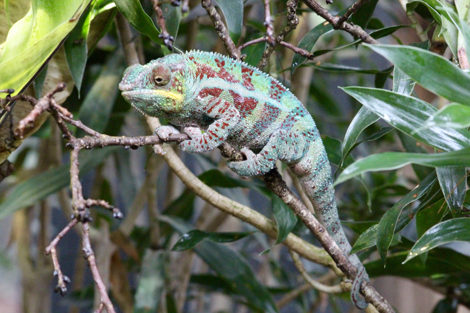 Panther chameleon (Furcifer pardalis) at Paris zoological park 25th November 2018