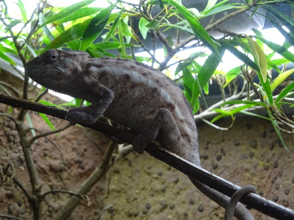 Panther chameleon (Furcifer pardalis) female