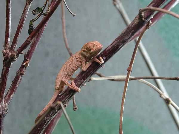 Panther chameleon (Furcifer pardalis) hatchling