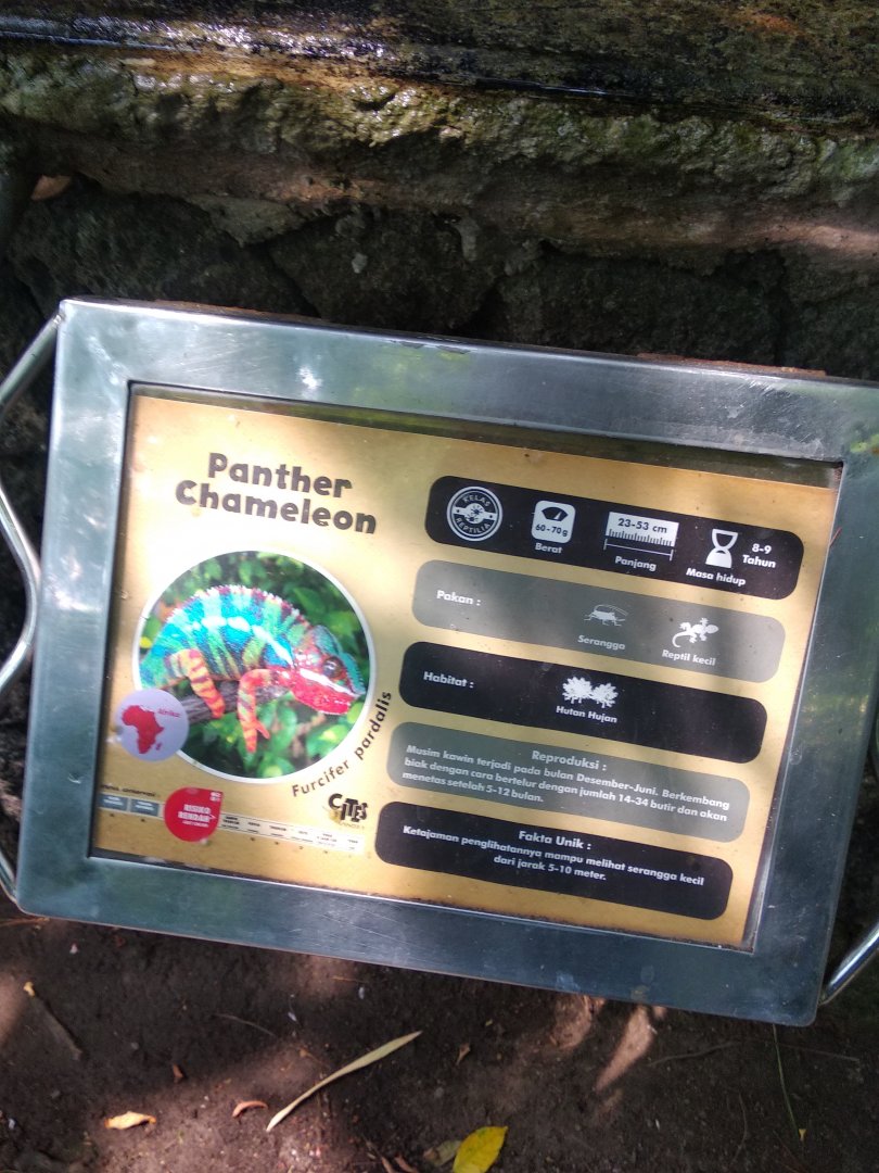 Panther chameleon (Furcifer pardalis) information panel
