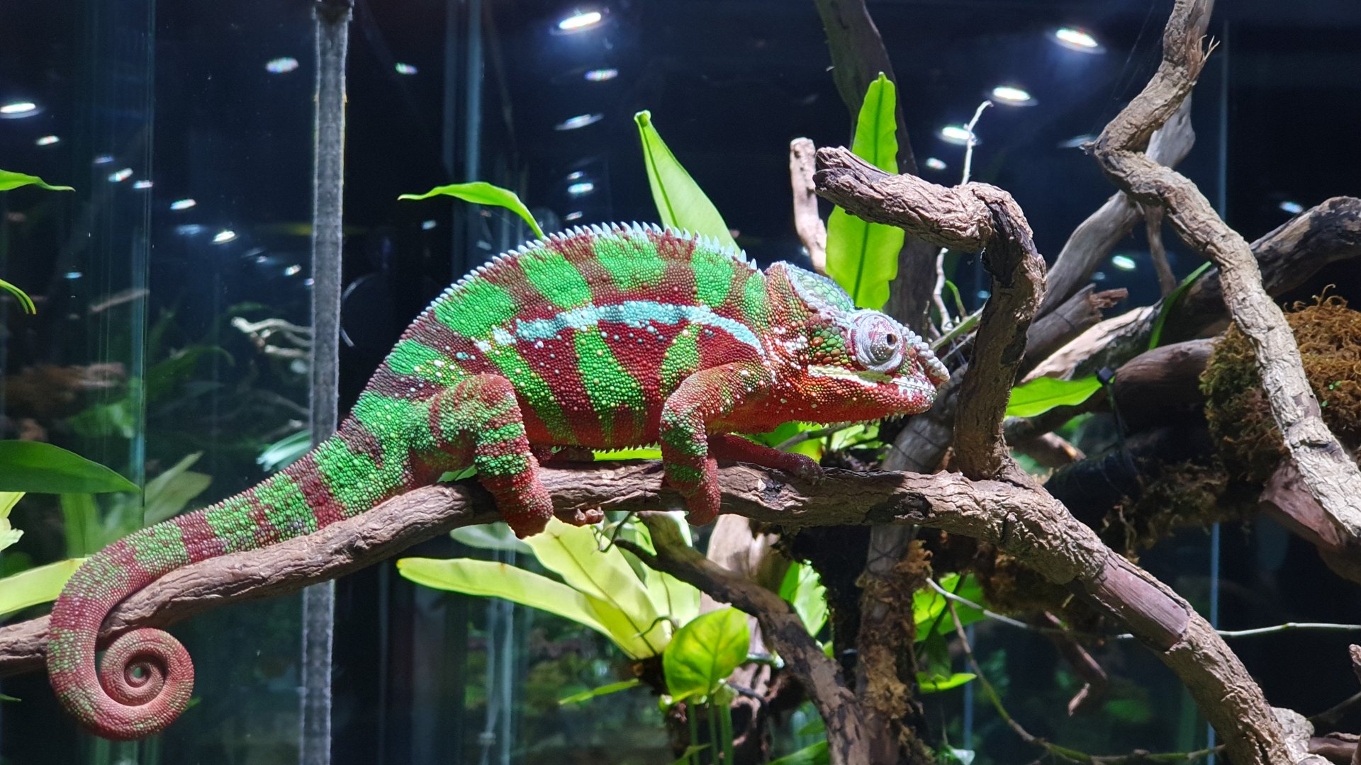 Panther Chameleon (Furcifer pardalis) - Museum Komodo