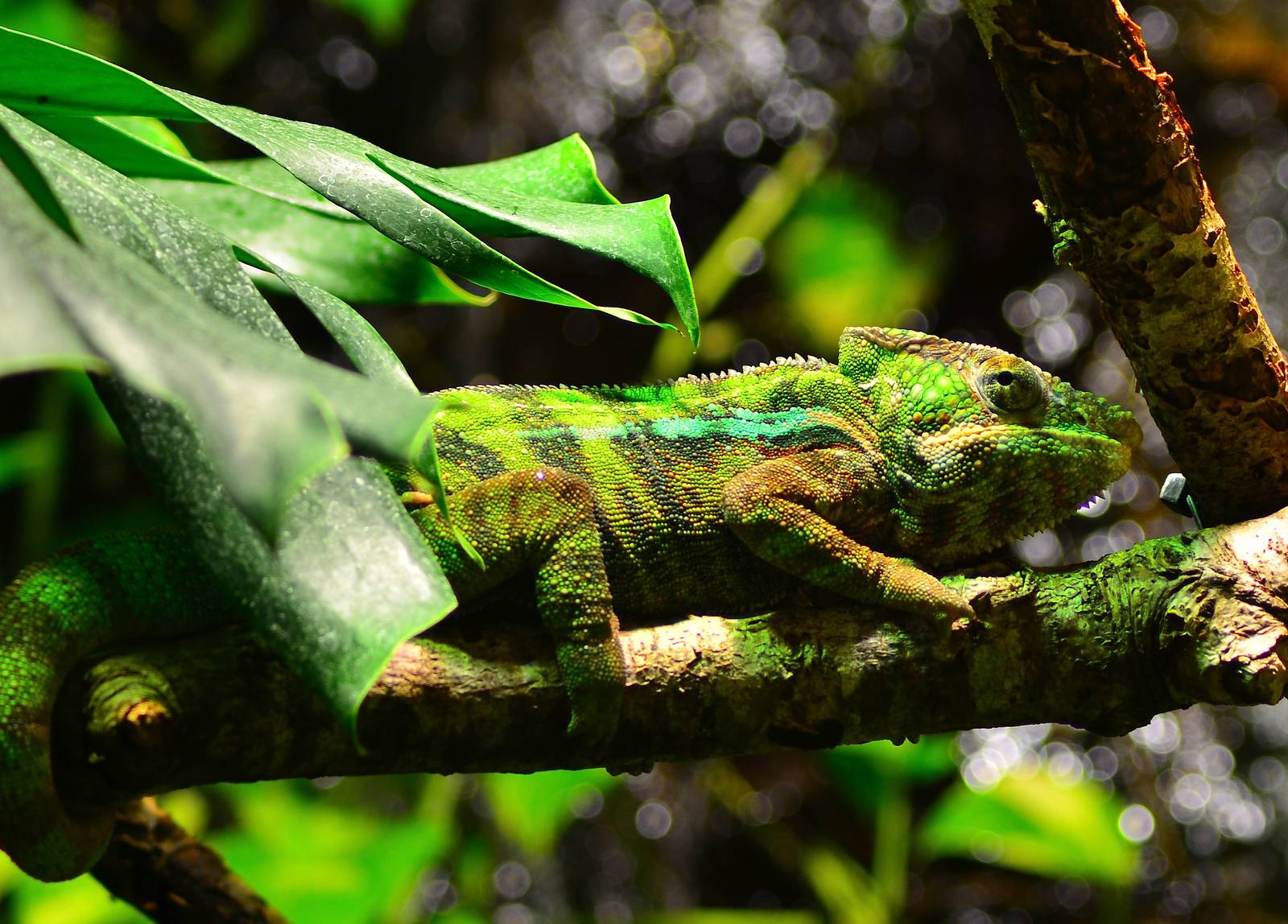 Panther Chameleon (Furcifer pardalis)