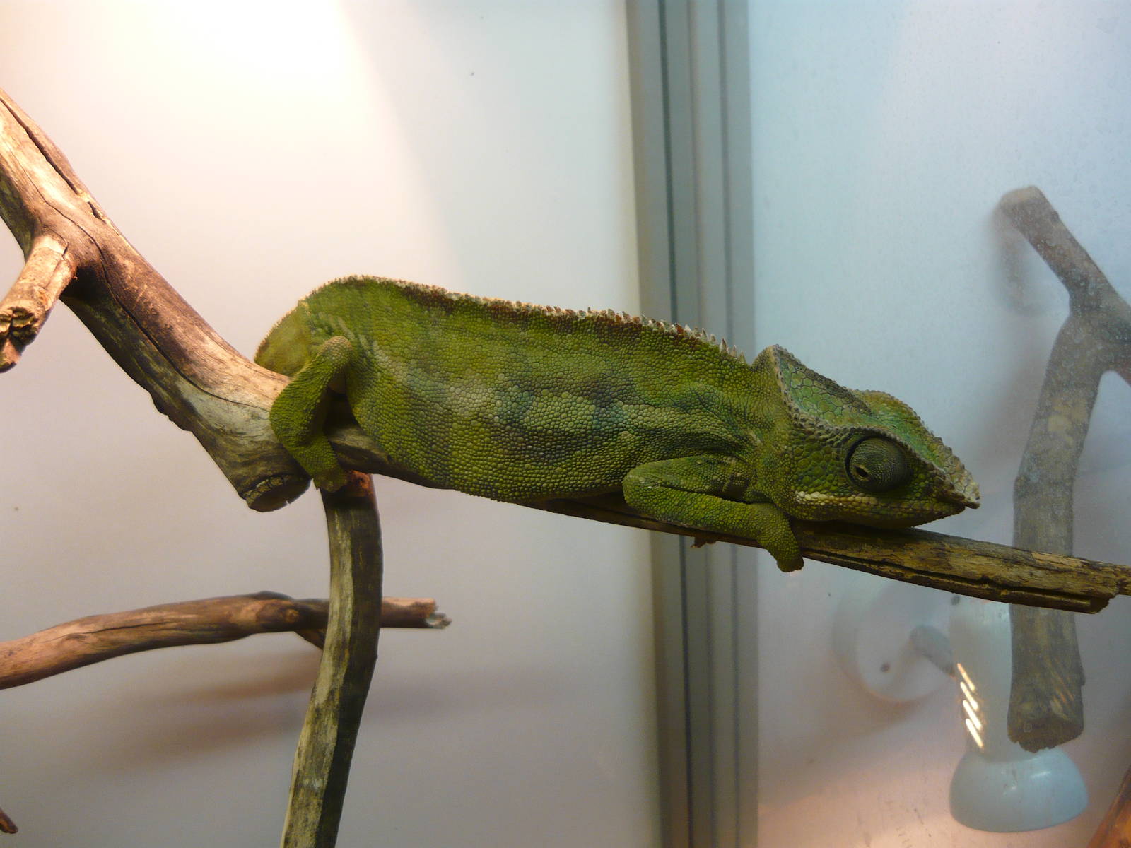 Panther chameleon (Furcifer pardalis)