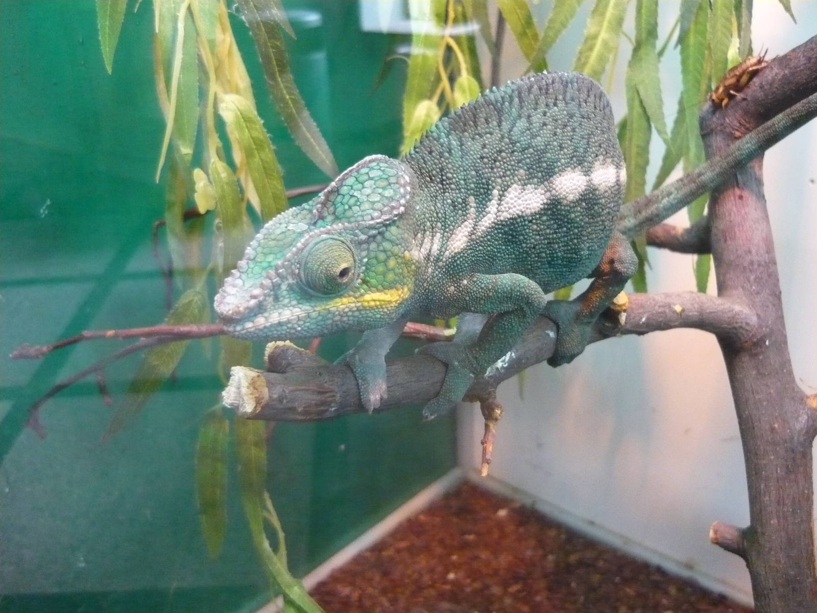 Panther chameleon (Furcifer pardalis)