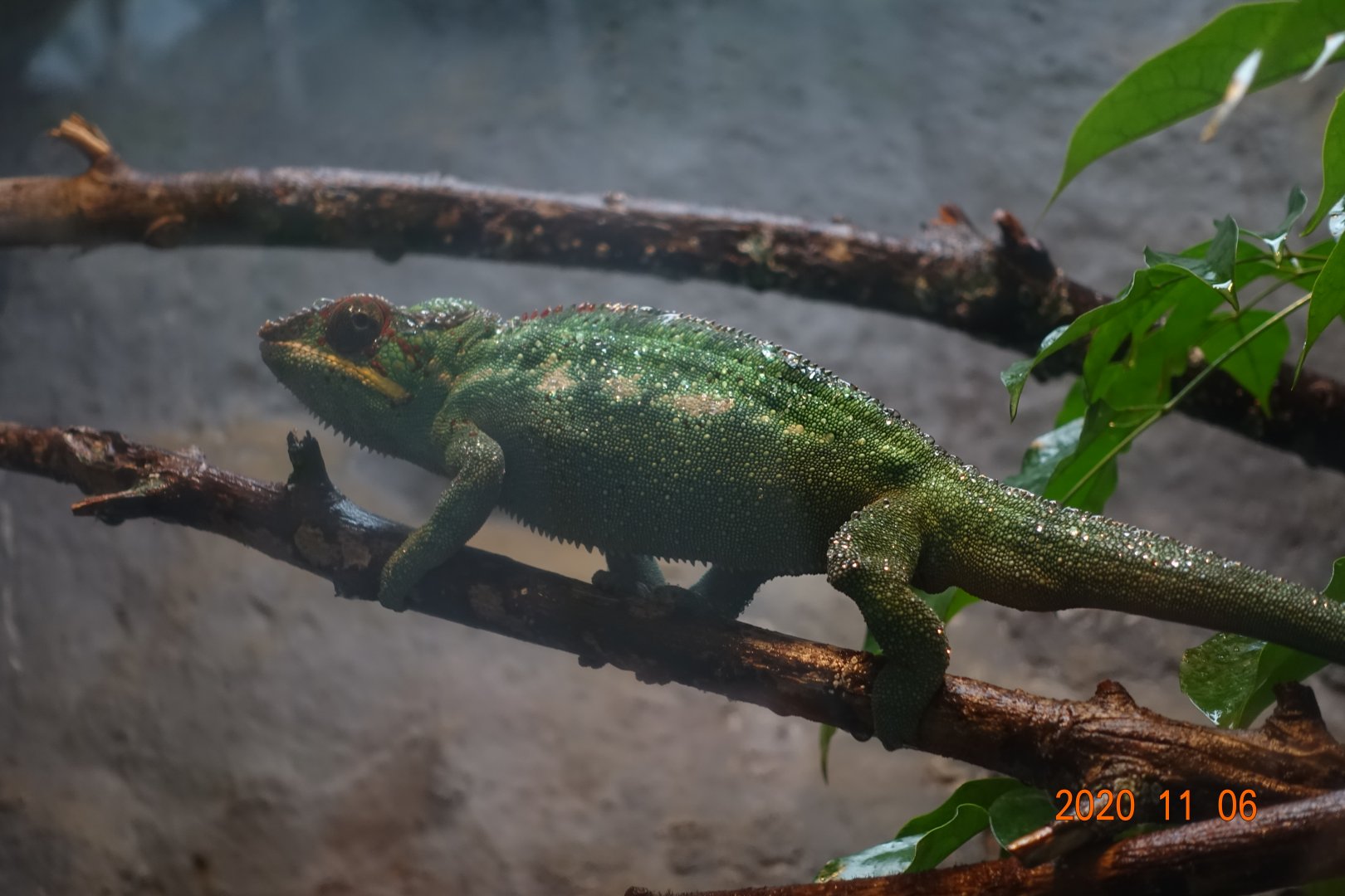 Panther Chameleon (Furcifer pardalis)