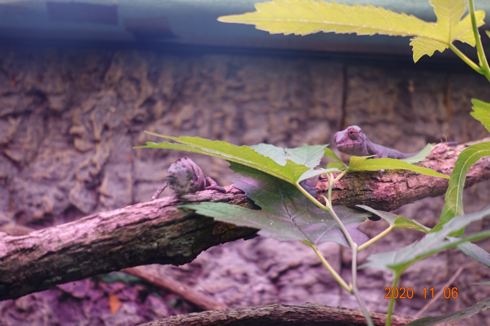 Panther Chameleon (Furcifer pardalis)