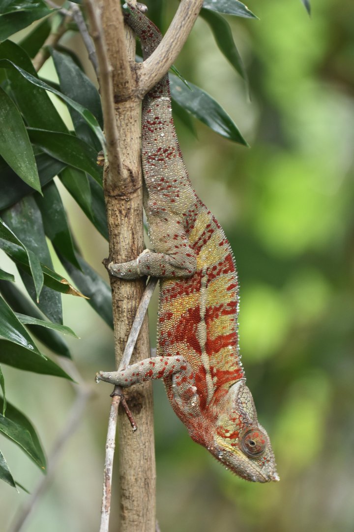 Panther chameleon (Furcifer pardalis)