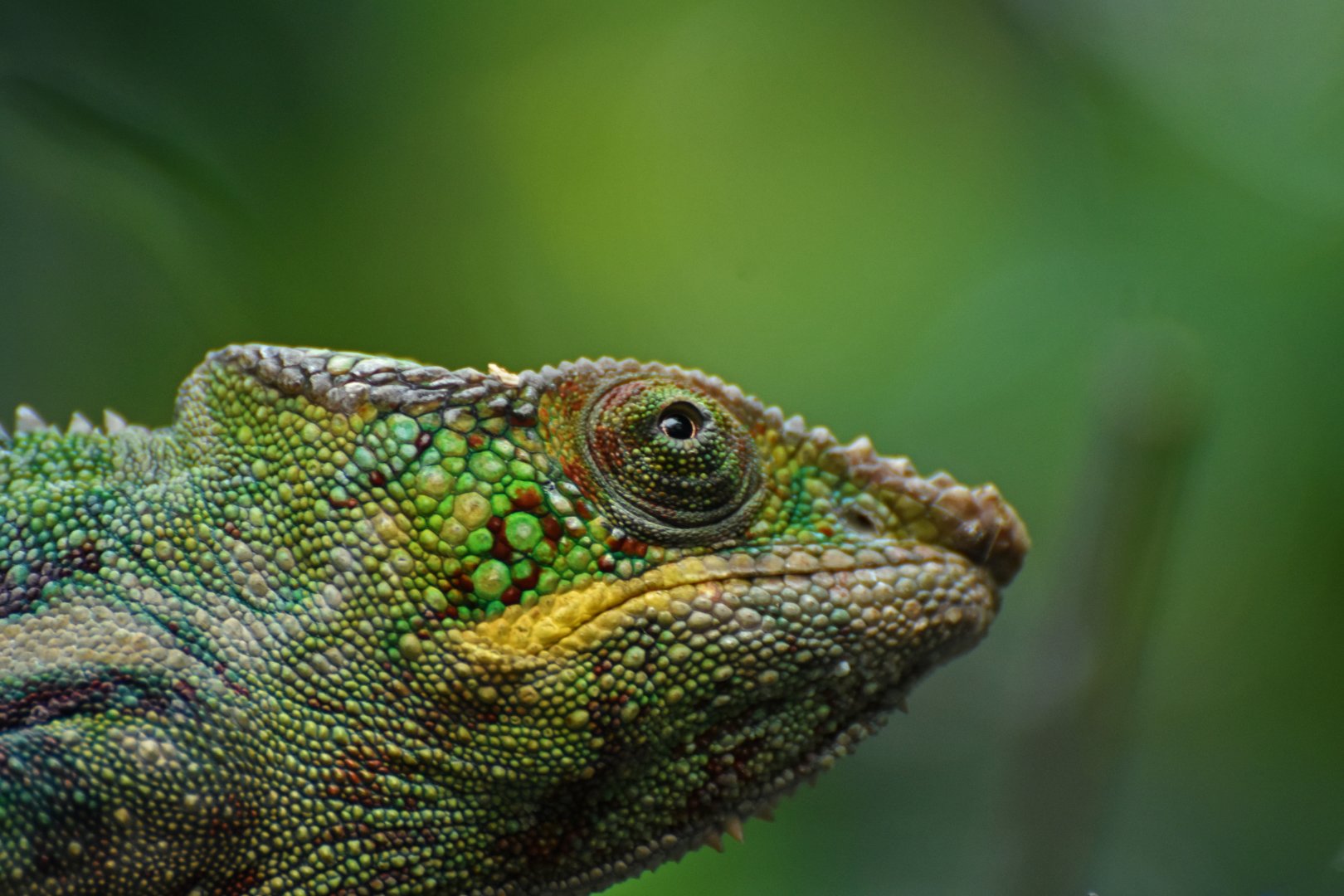 Panther chameleon (Furcifer pardalis)