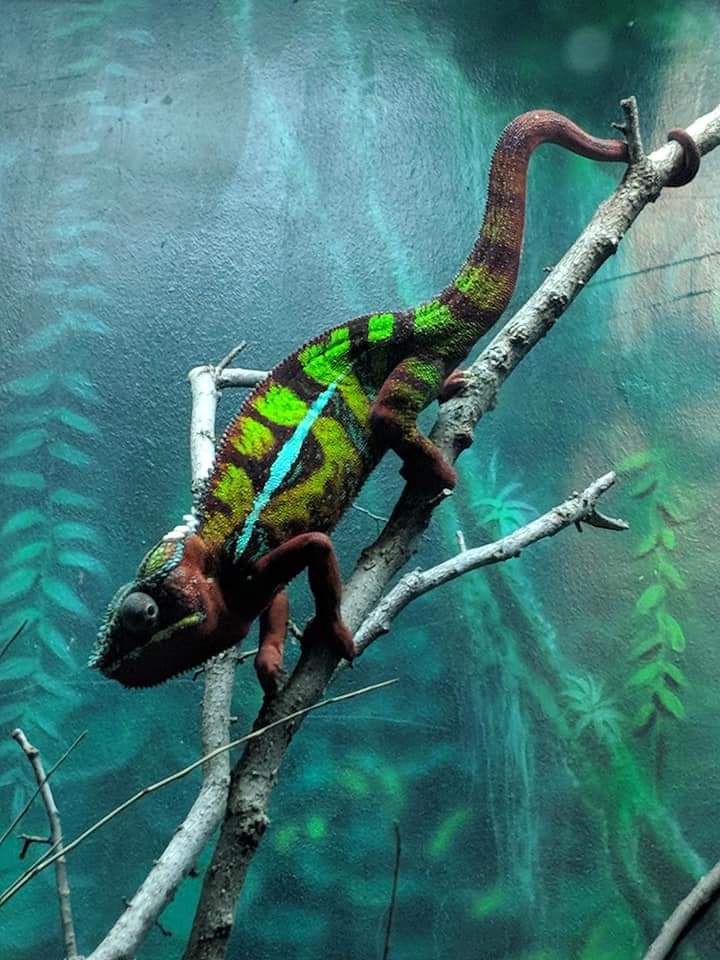 Panther chameleon (Furcifer pardalis)
