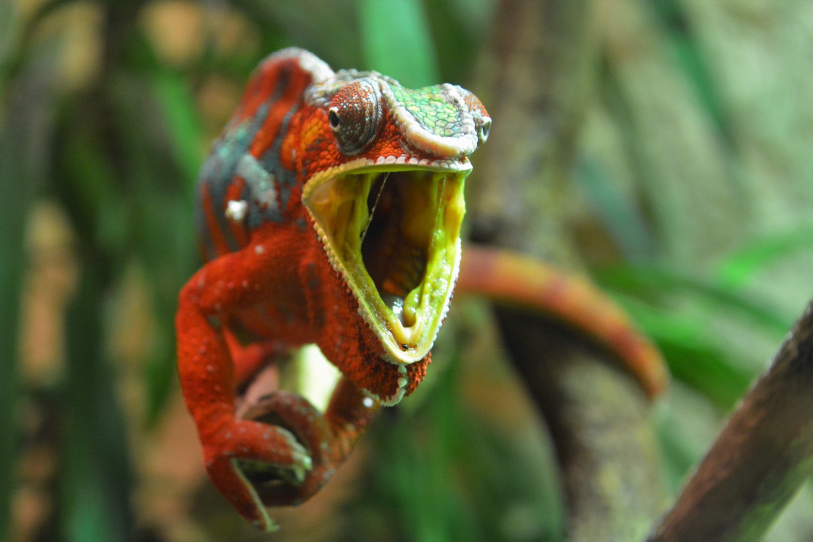 Panther chameleon (Furcifer pardalis)